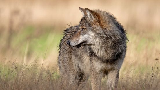 Wolf aangereden op N855 bij Wapse. Wolf aangereden op N855 bij Wapse.