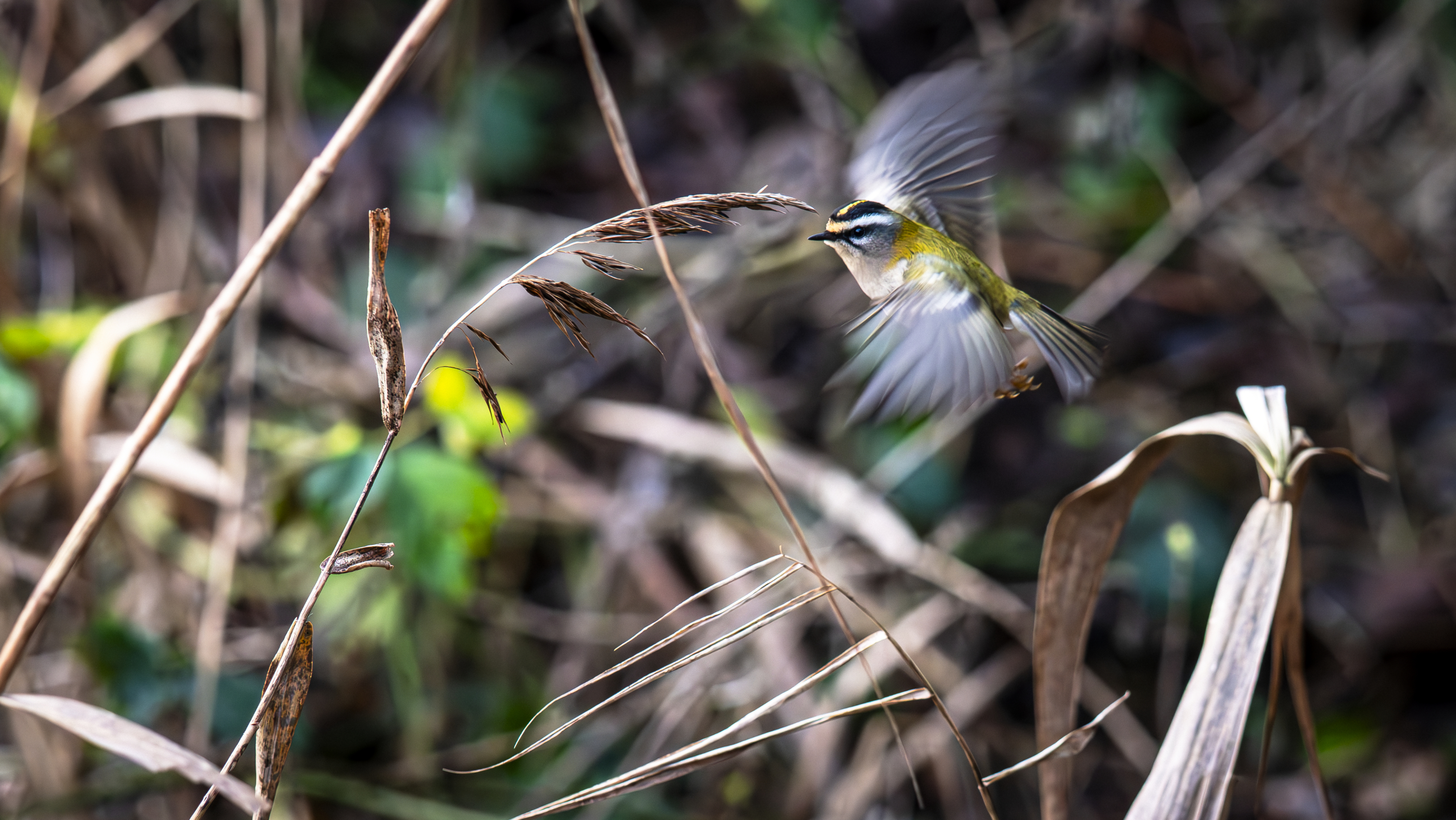 Van Noord-Europa naar Drenthe: dit piepkleine vogeltje is weer te zien