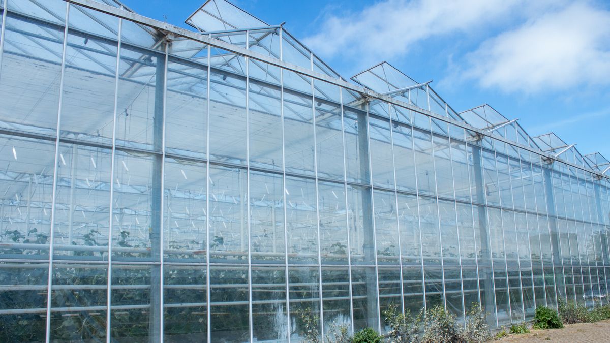 Eigenaar kassen Sexbierum wil gaan voor 'vertical farming', maar: 