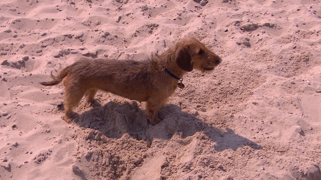 Honden moeten in het badseizoen aan de lijn