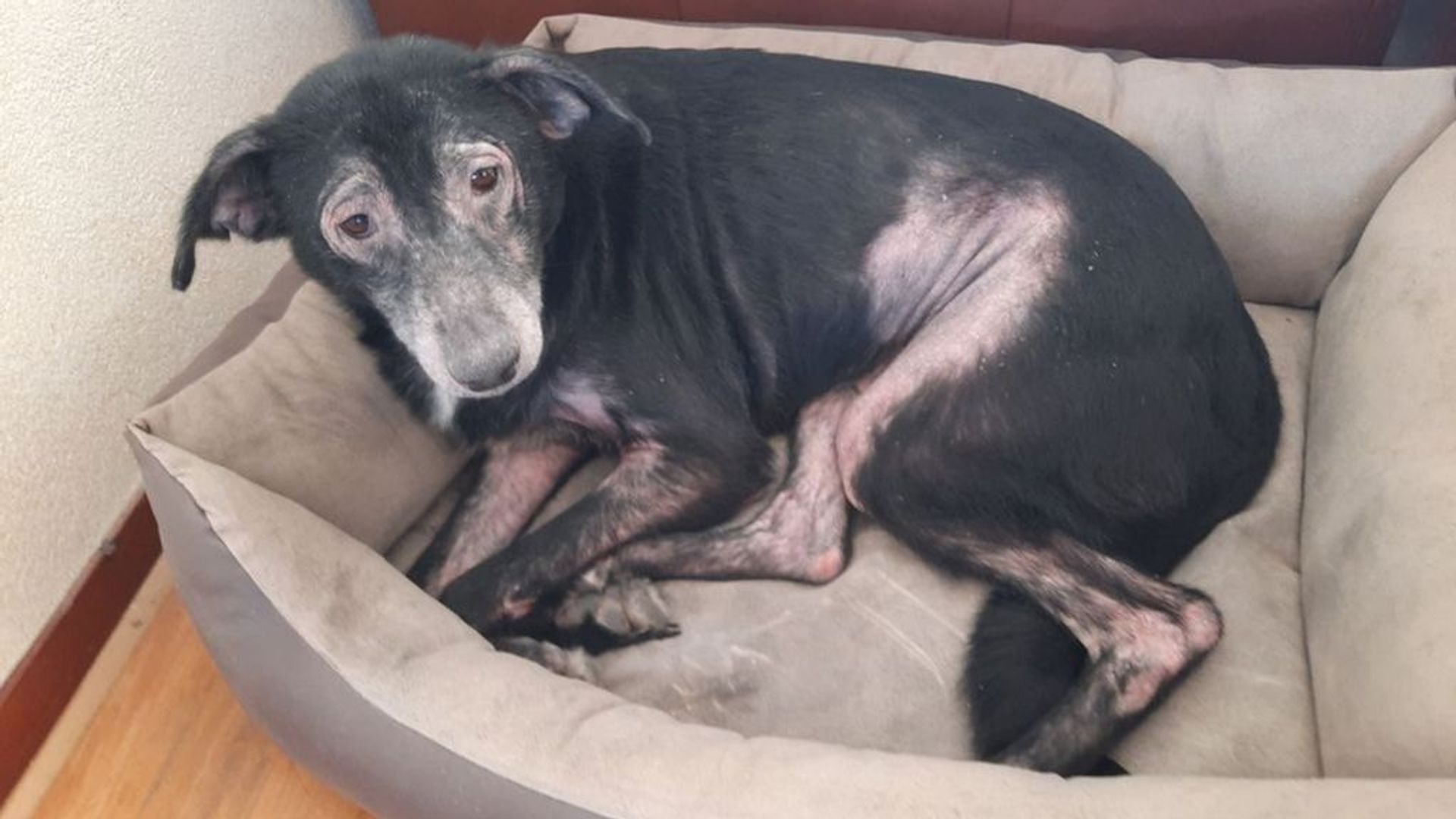 Hond wordt verwaarloosd, wat gebeurt er dan?