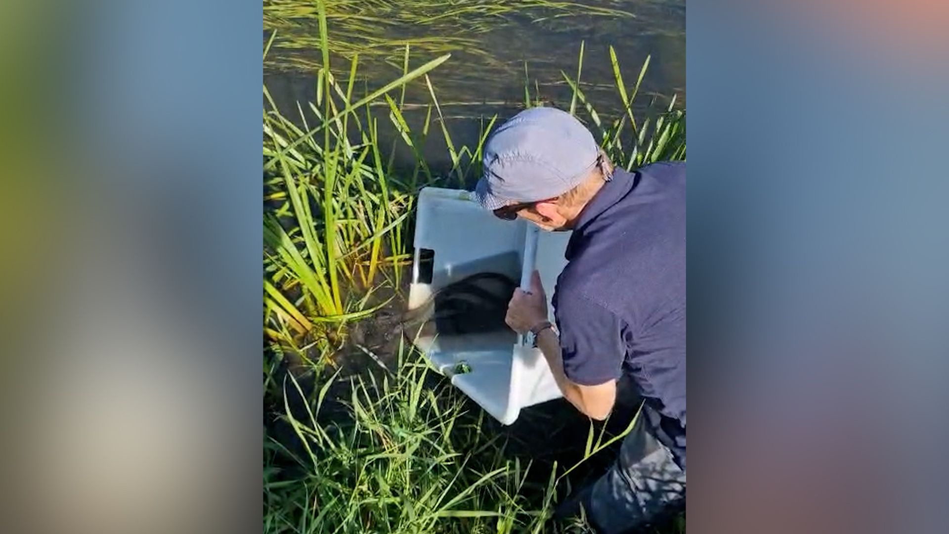 De gezenderde alen gingen samen het water in.