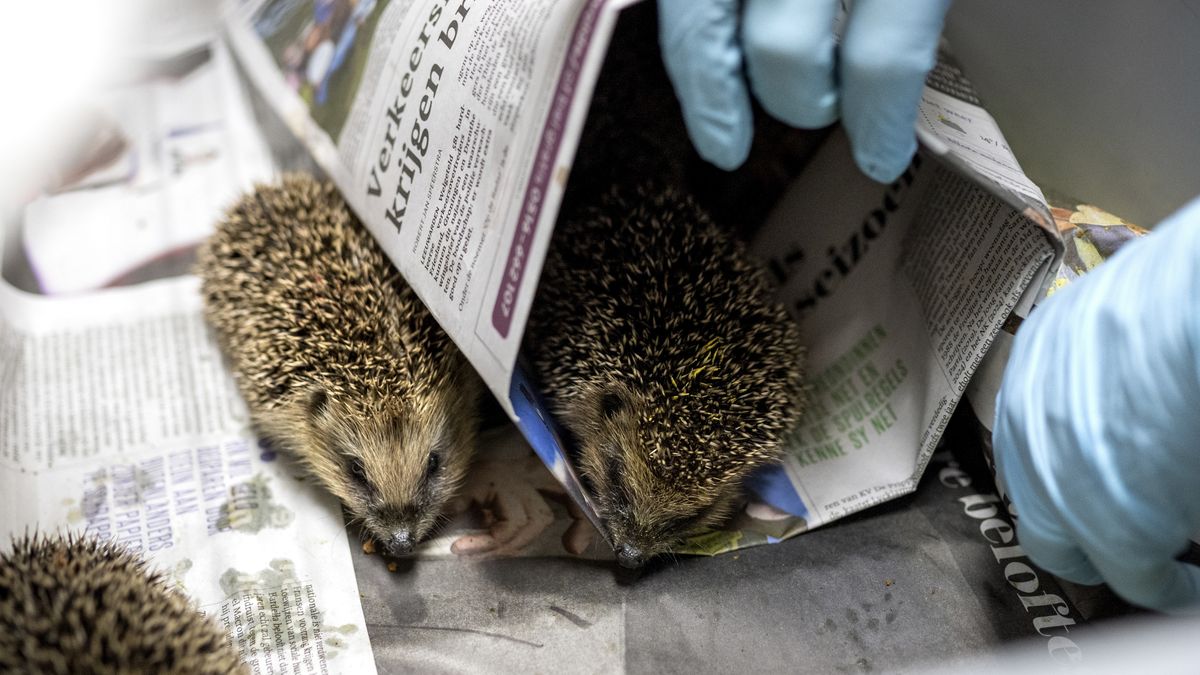 Kersverse egelopvang in Einighausen nu al bijna vol: 'Veel jonge egels komen verzwakt binnen'