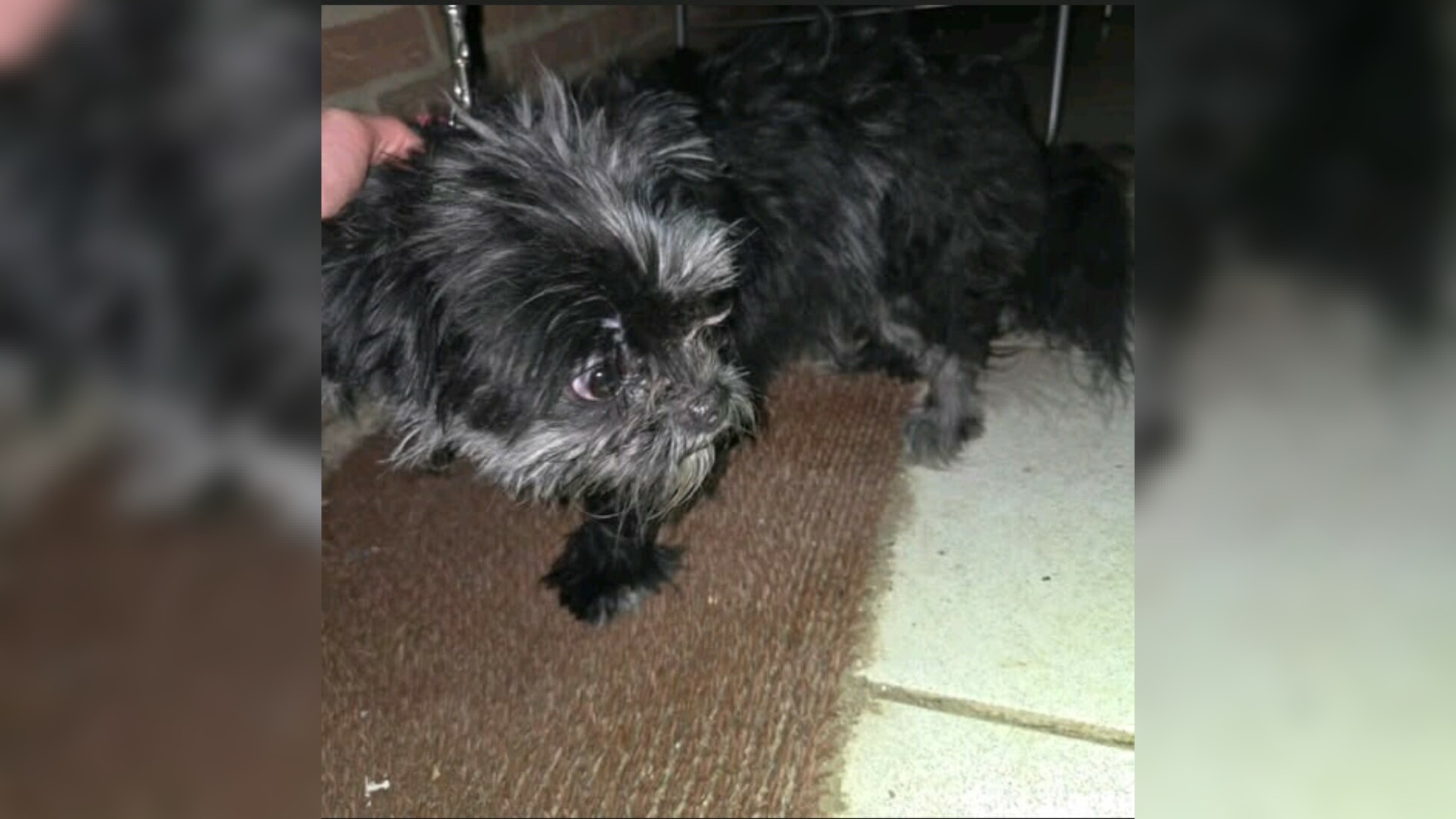 Hondje zonder eigenaar gevonden langs de weg bij Heikant