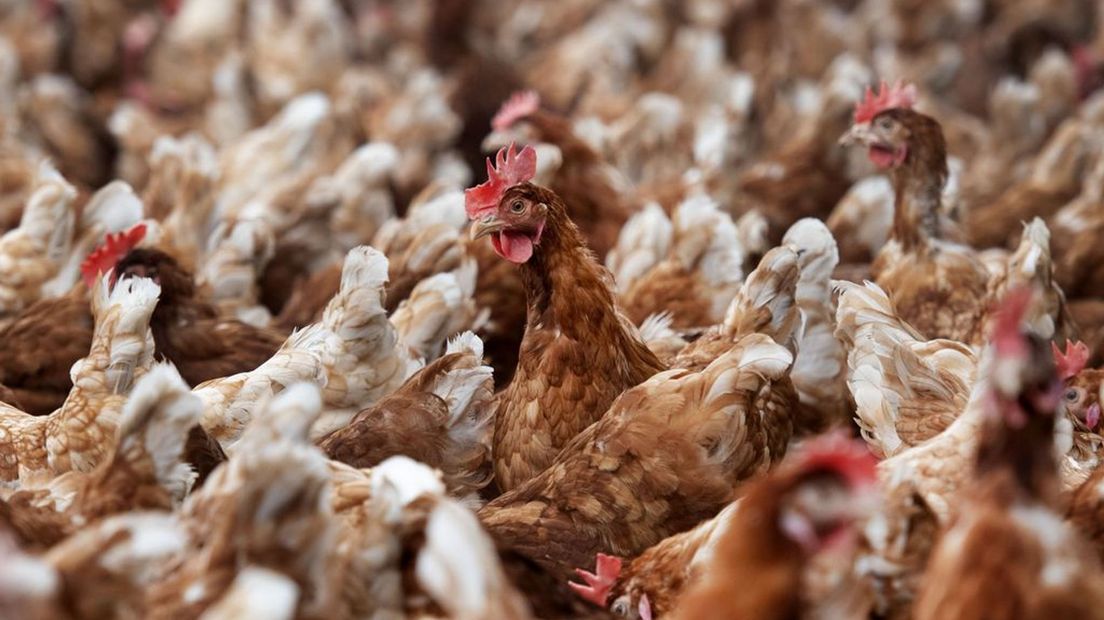 Bij het bedrijf worden 88.000 kippen geruimd