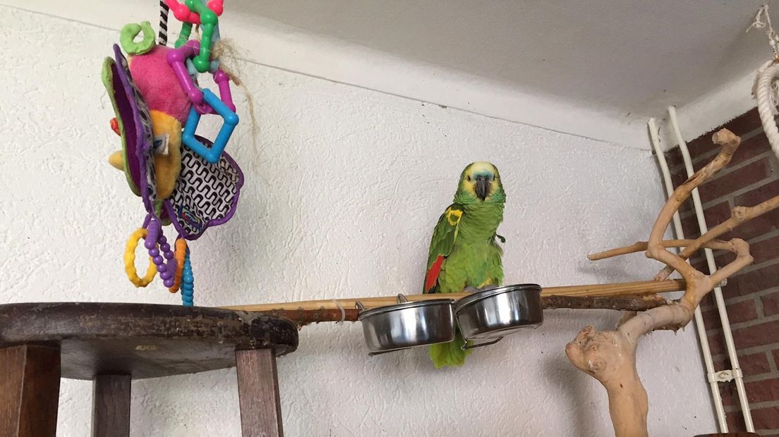 Papegaaienopvang Enschede zoekt nieuw onderkomen
