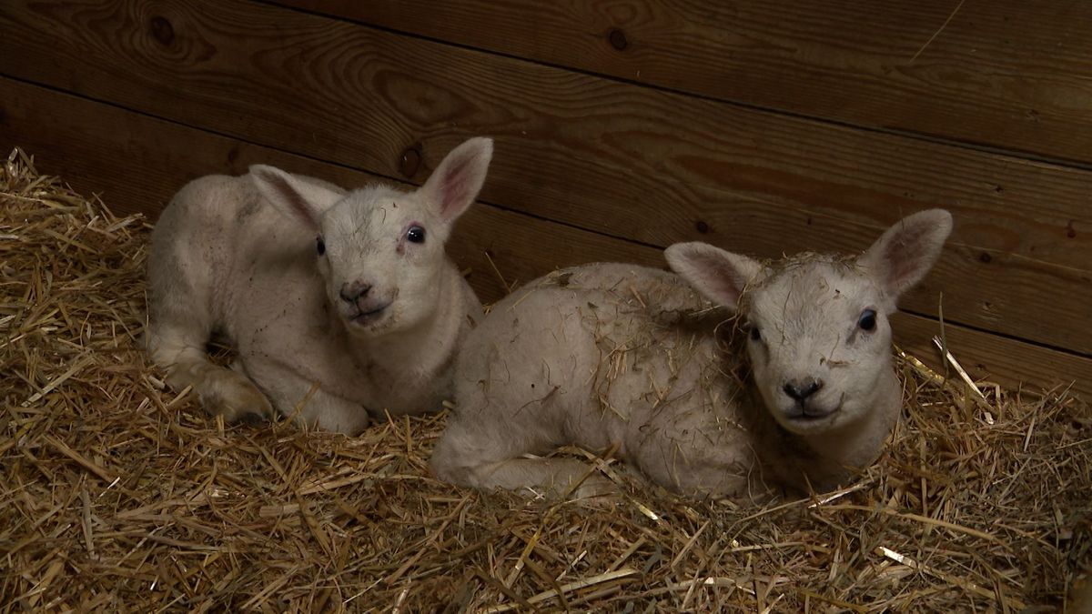 Lammetjesvierling geboren in Hijken