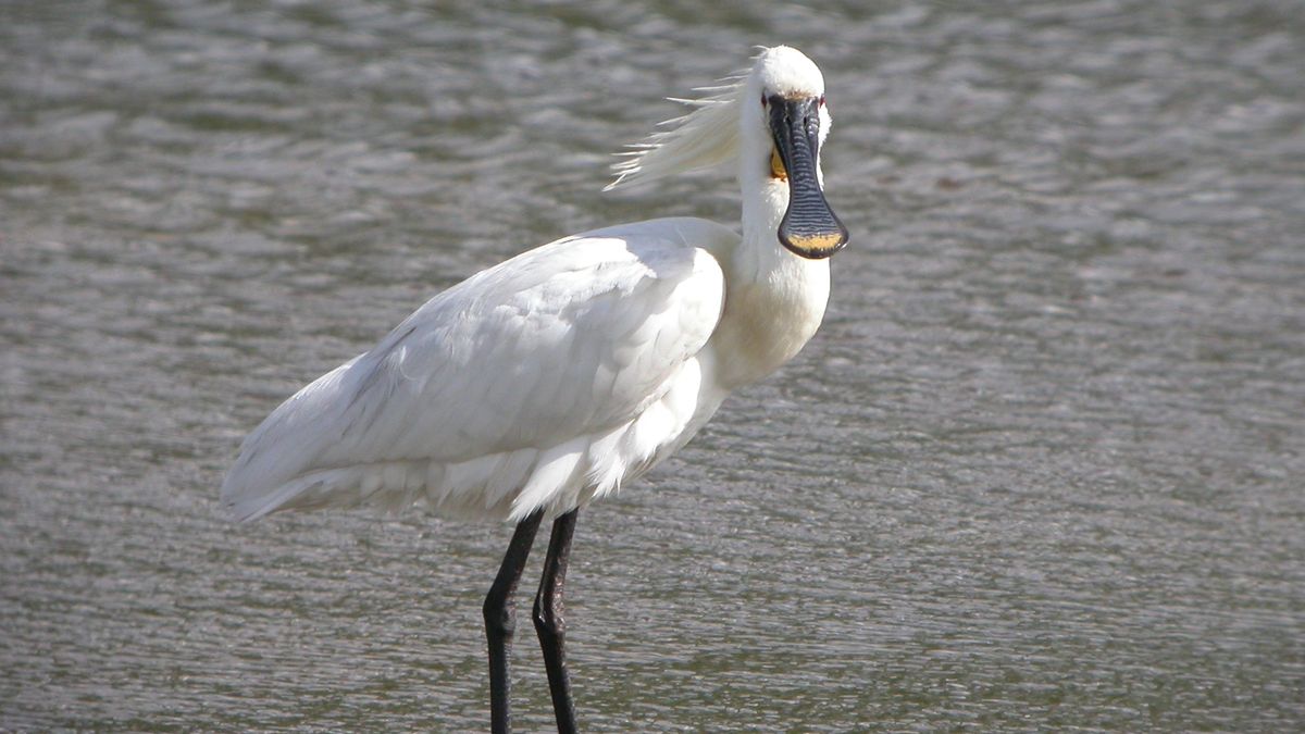 Goed nieuws uit de natuur en ook nog over de 'mooiste vogel van Zeeland'