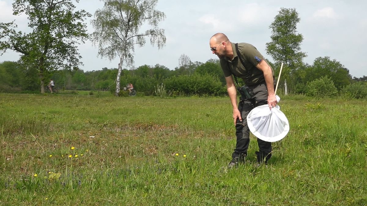 Vlinders tellen in Havelte: 'Geeft aan dat het beheer de goede kant op gaat'