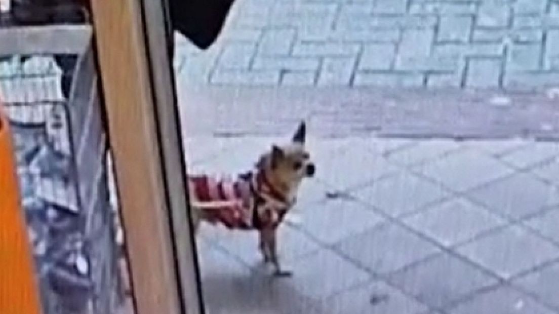 Het hondje wacht voor de winkel