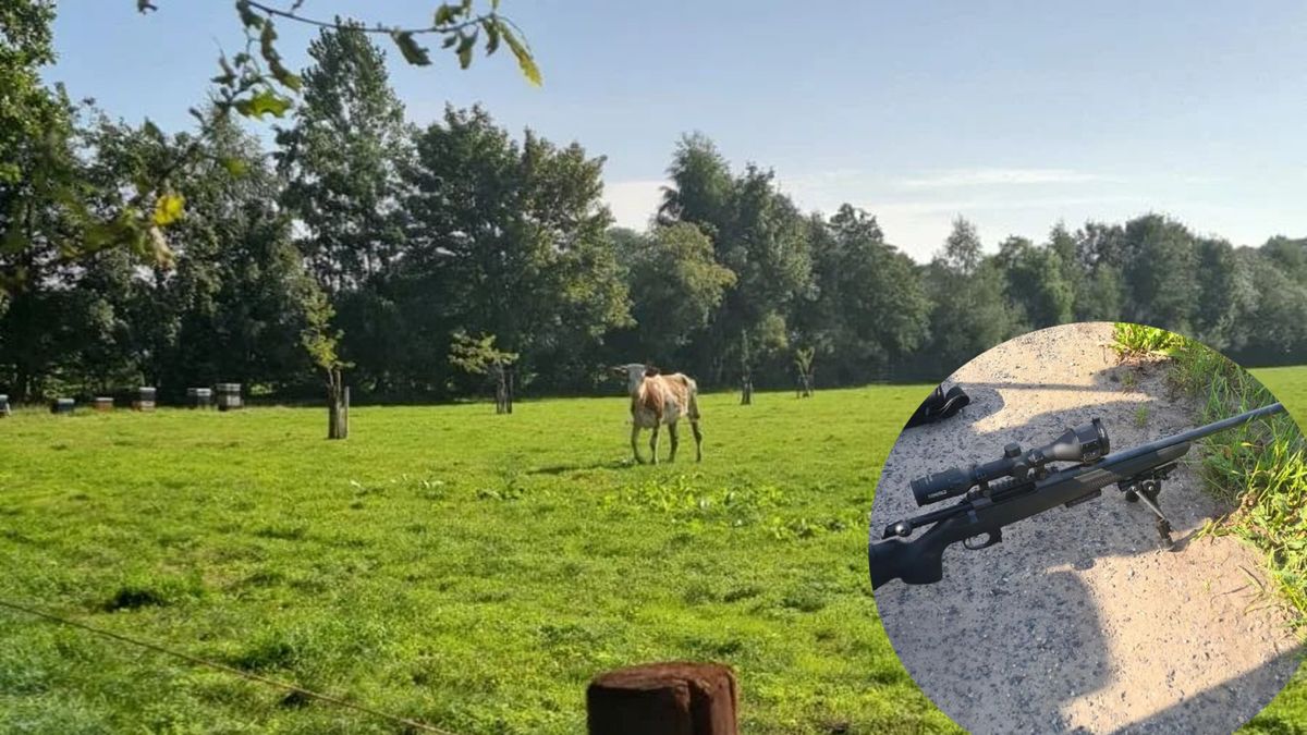 Politie schiet uitgebroken koe dood na aanval op jongen