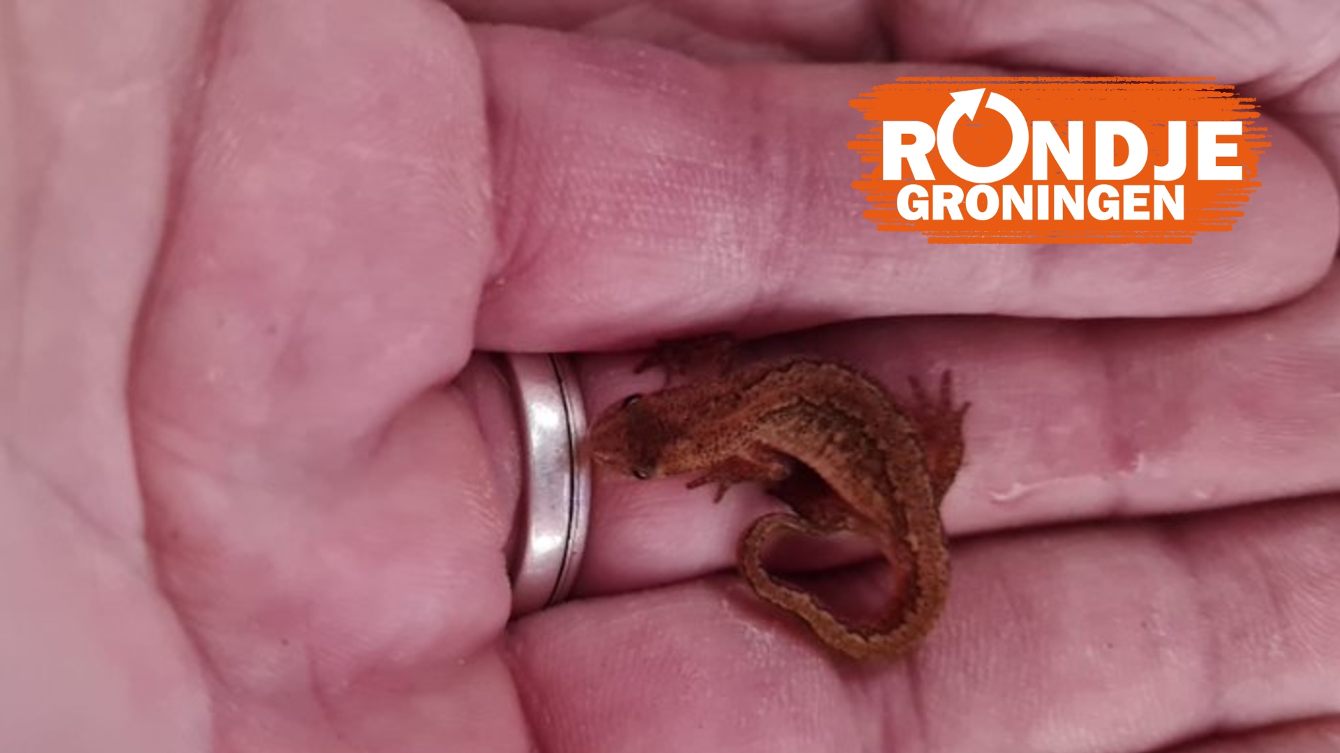 Wie weet hoe dit beestje heet?