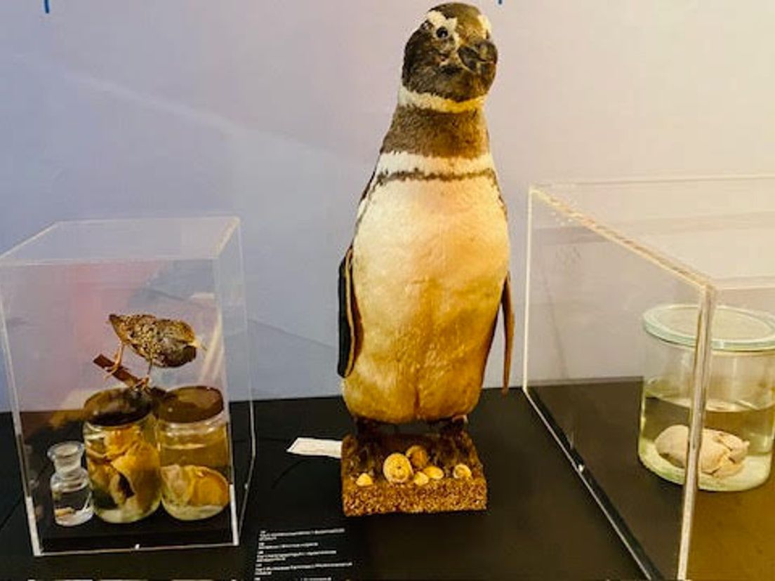 Wat kunnen we leren van de harten van spreeuwen en pinguïns?