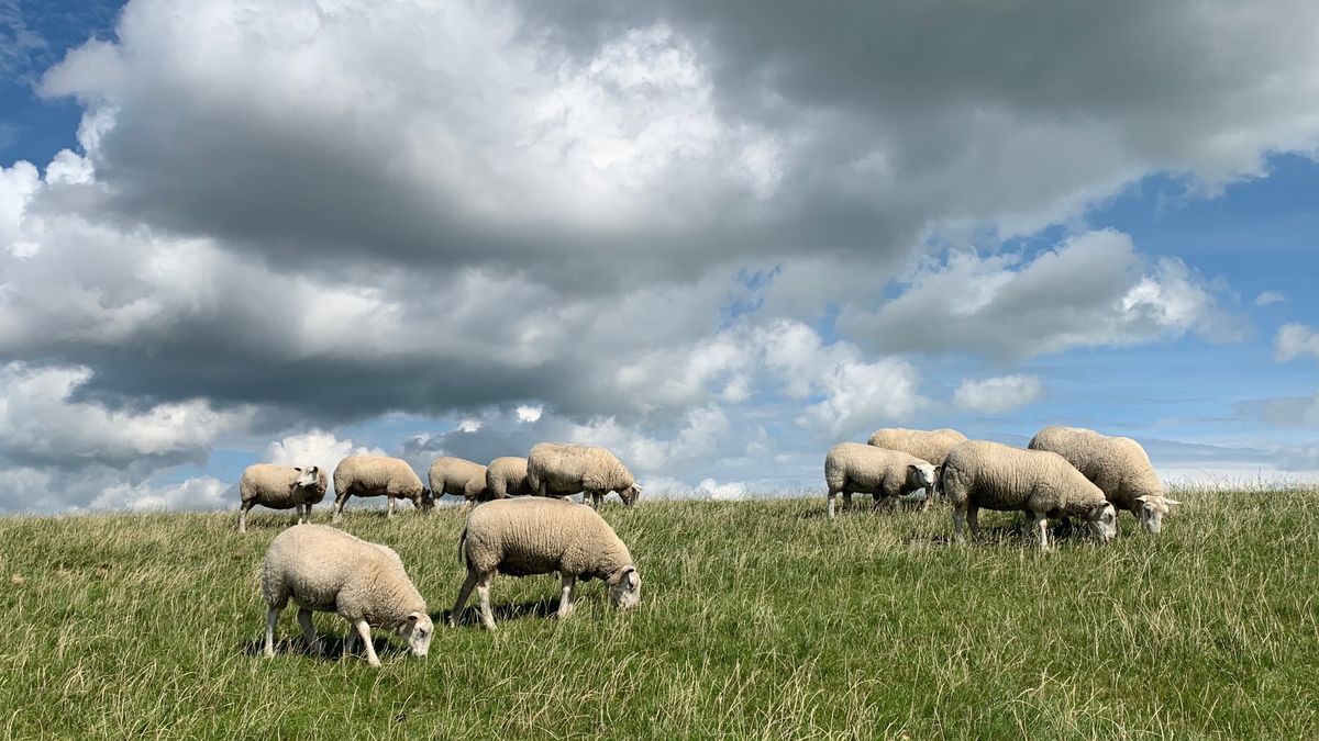 Dieren mogen vanaf dinsdag niet meer grazen op Friese waterkeringen