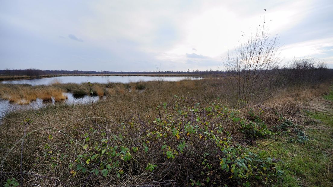 Natuurgebied Engbertsdijksvenen bij Vriezenveen