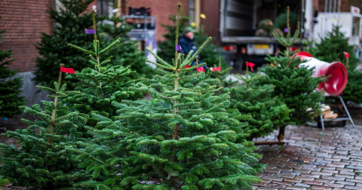 Lopend Vuur: De kerstboom komt pas na Sinterklaas in huis - RTV Noord