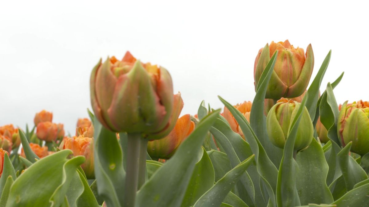 Tulpenvelden staan weer in bloei: 'Kijken mag, maar blijf van de tulpen zelf af'