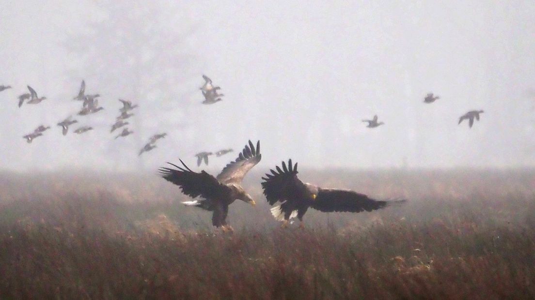 Zeearend Mepper Hooilanden