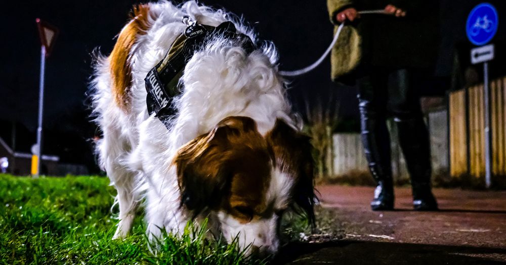 112nieuws Hond eet mensenpoep en wordt onwel Dode gevonden op