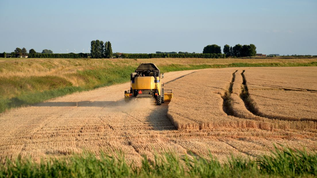 Oogsten van tarwe in Oosterland