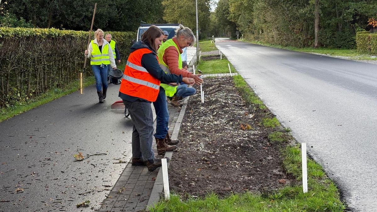 Ruig is het nieuwe netjes: 600 vierkante meter aan inheemse planten bij De Hemrik ingezaaid
