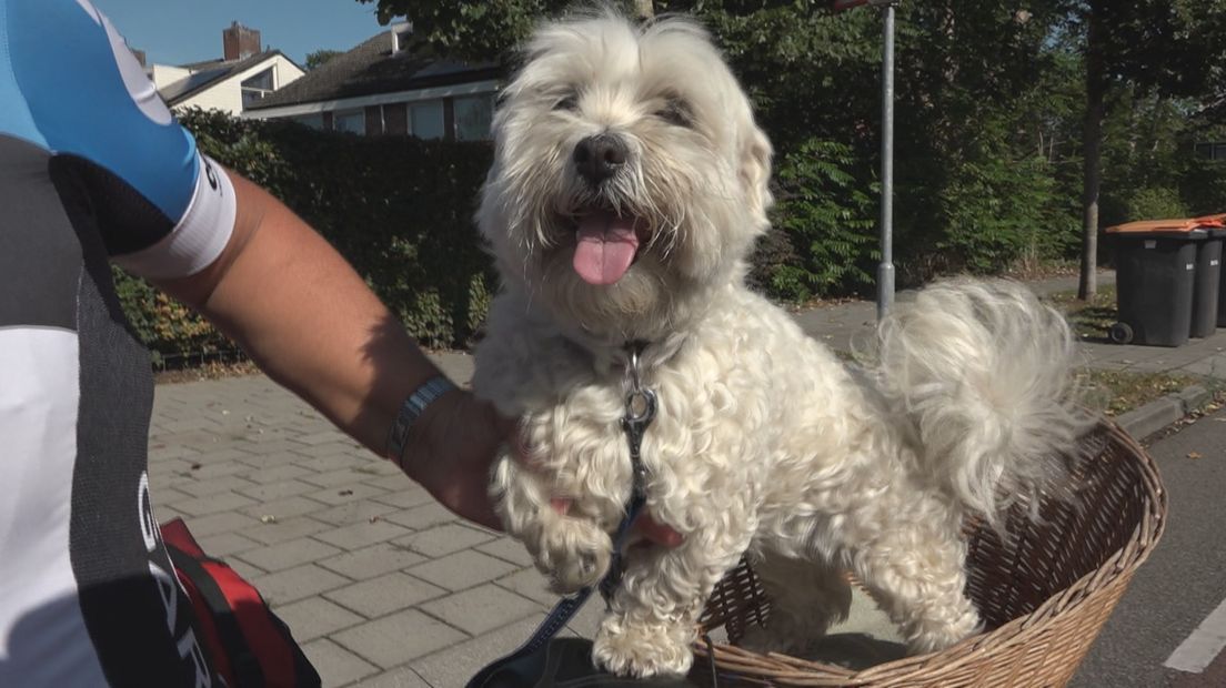 De gehandicapte Maltezer Misty: achterop de fiets door Overijssel