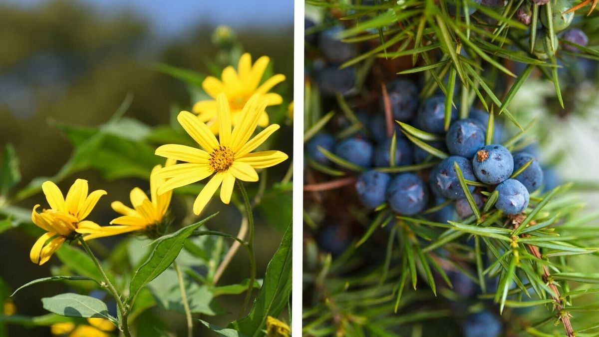 Historische 17e-eeuwse tuin moet opnieuw gaan bloeien in Terneuzen
