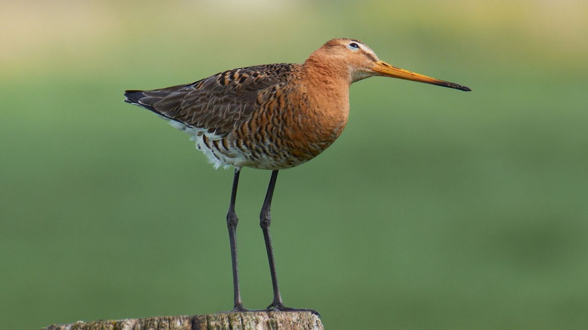 In Jirnsum geringde grutto teruggevonden in Rusland