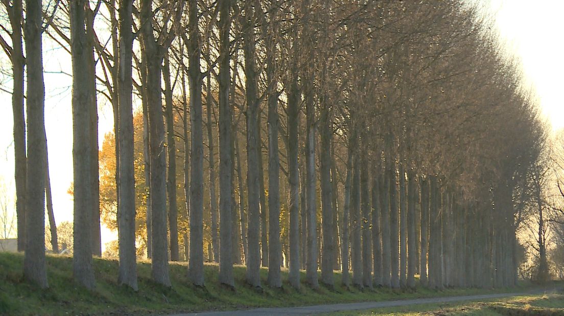 Deze bomen bij 's Heerenhoek worden binnenkort gekapt