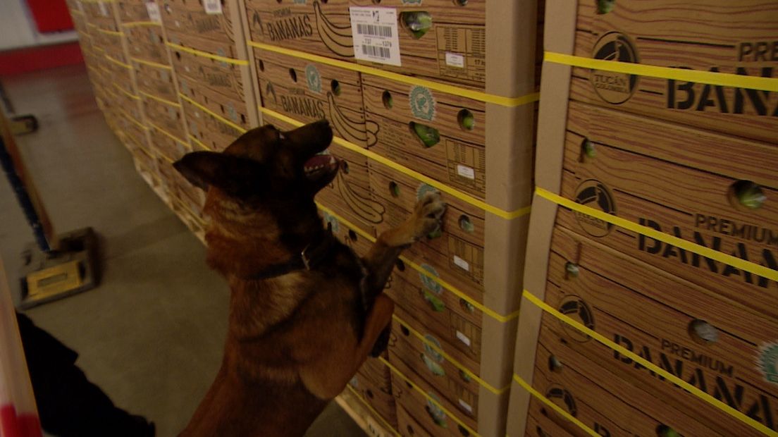 De douane maakt regelmatig gebruik van honden om drugs op te sporen in de haven van Vlissingen