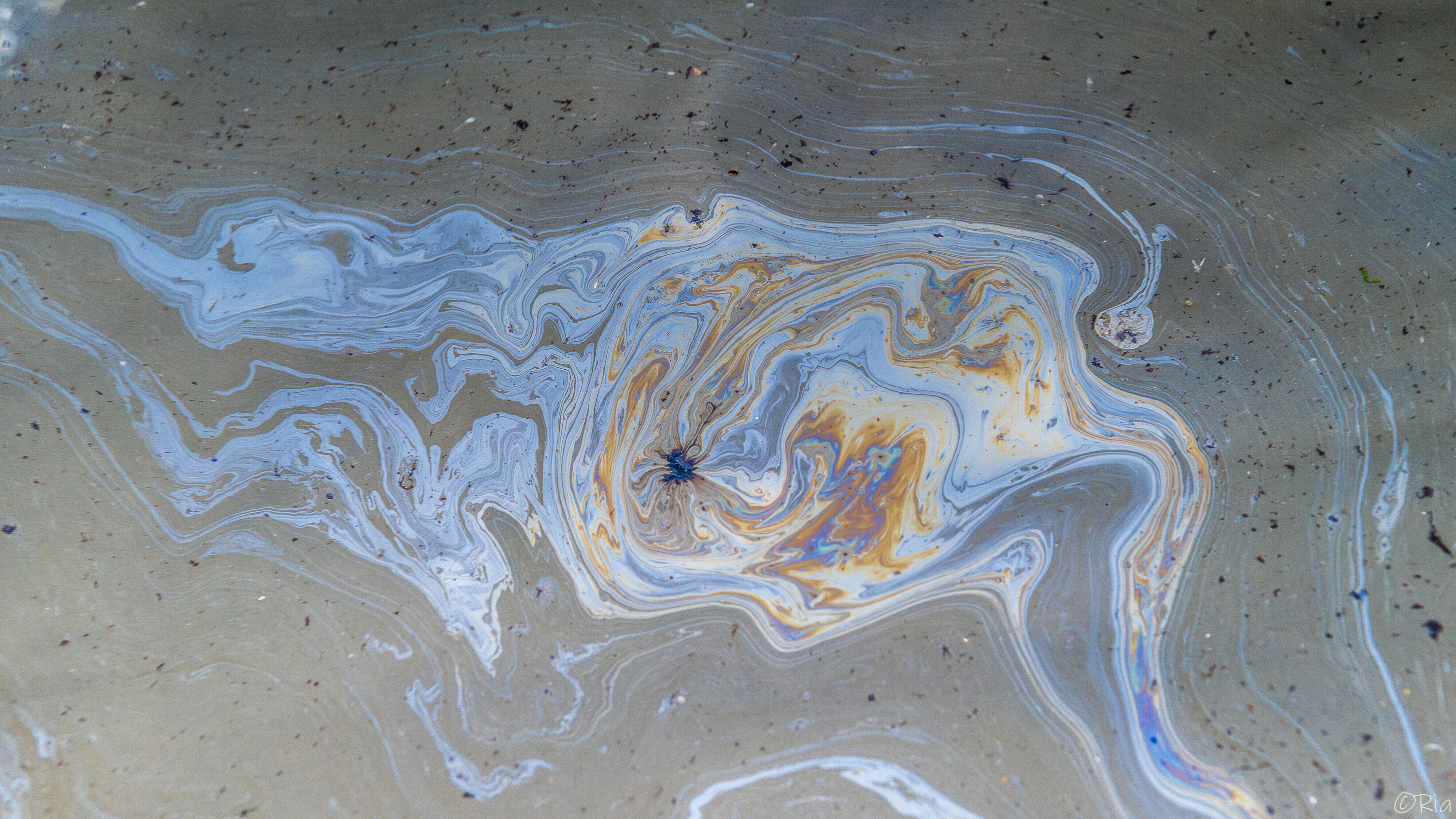 Natuurorganisaties blijven oevers Westerschelde monitoren, maar hoeveelheid olie stemt 'positief'