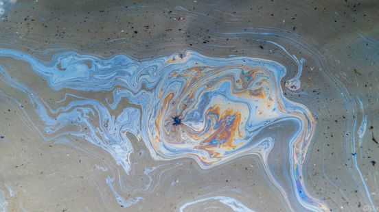 Natuurorganisaties blijven oevers Westerschelde monitoren, maar hoeveelheid olie stemt 'positief' Nieuws