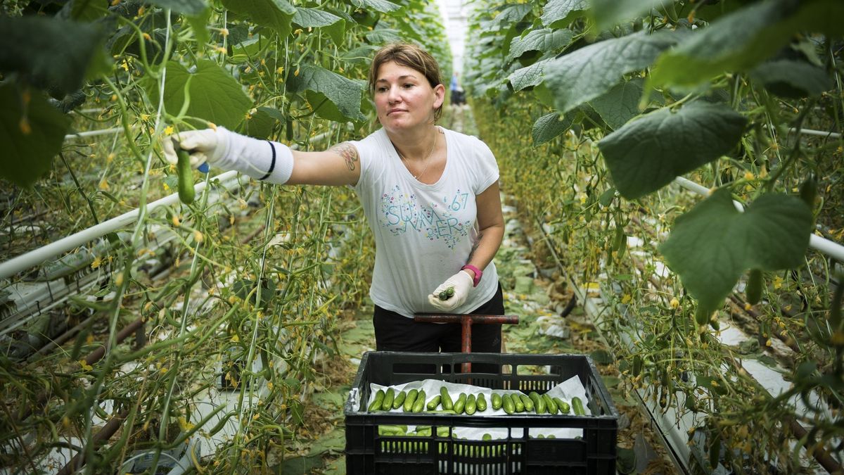 Kassen Hartman Sexbierum verkocht aan Brabants bedrijf