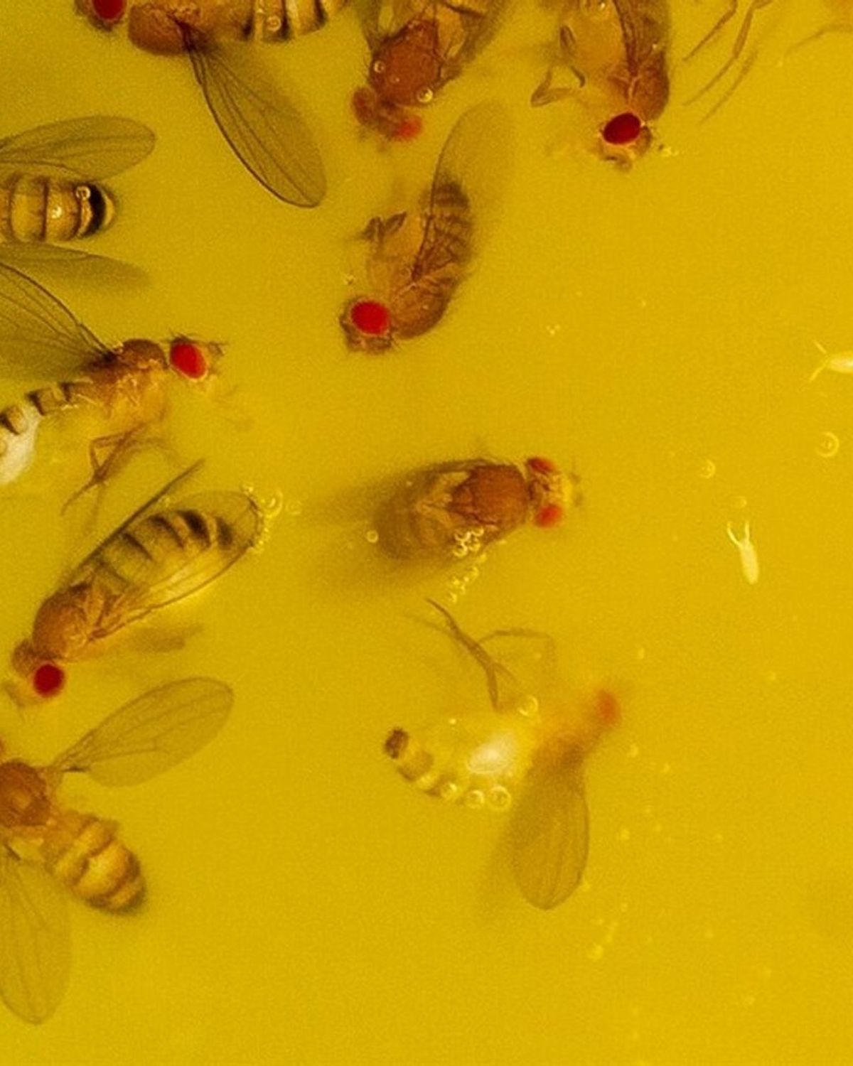 fruitvliegjes overlast