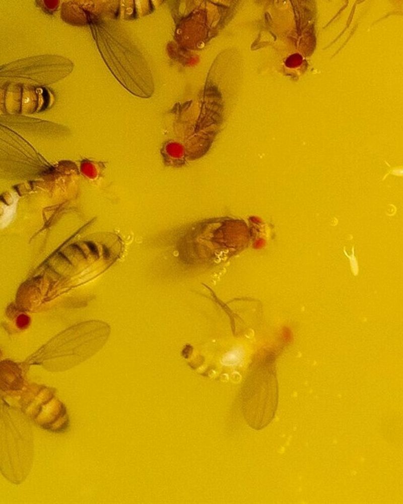 last van veel fruitvliegjes