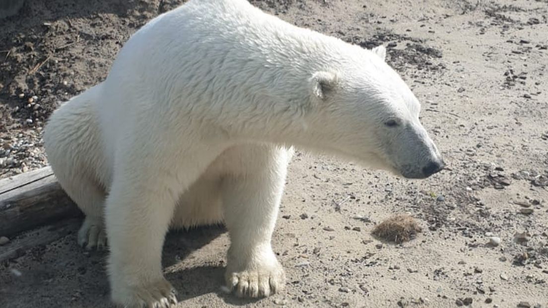 De ijsberen zijn vanaf nu van dichtbij te zien (Rechten: Wildlands)