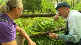 Giftige planten die je zomaar tegen kunt komen tijdens een wandelingetje in Natuurlijk Zoëy.