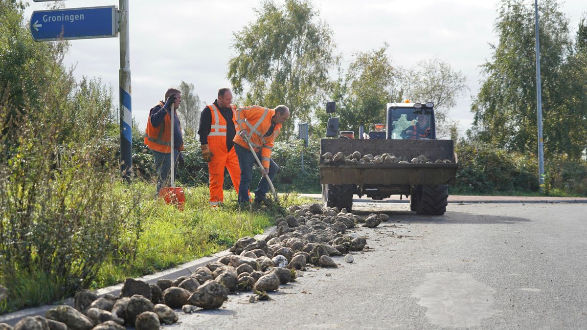 Bieten op de weg zorgen voor oponthoud bij Eelderwolde