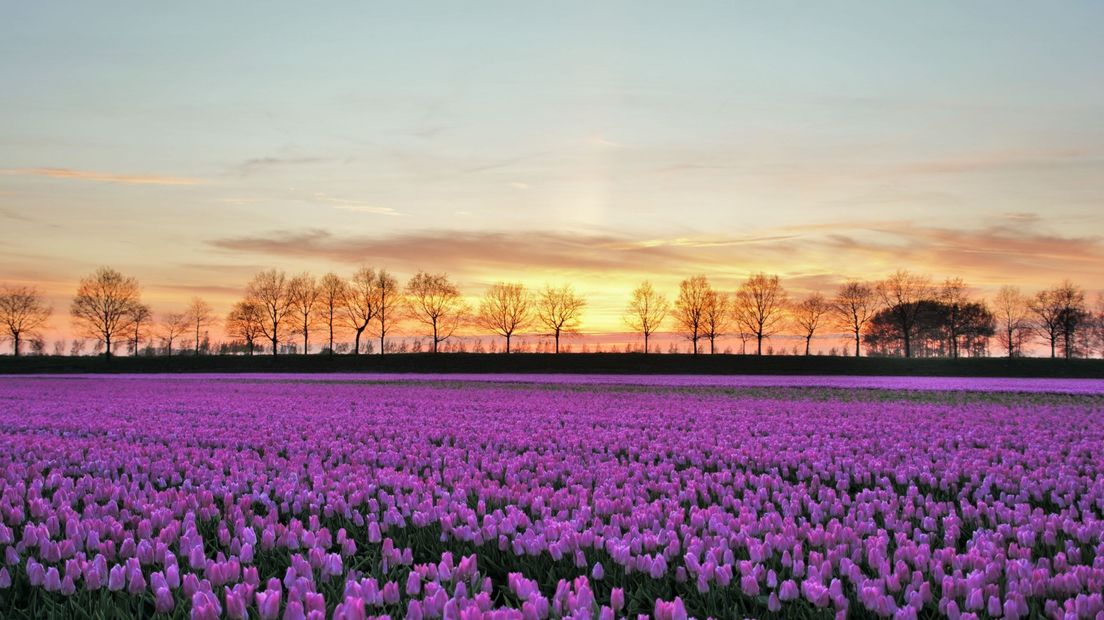 Ondergaande zon bij tulpenveld in Zeeland