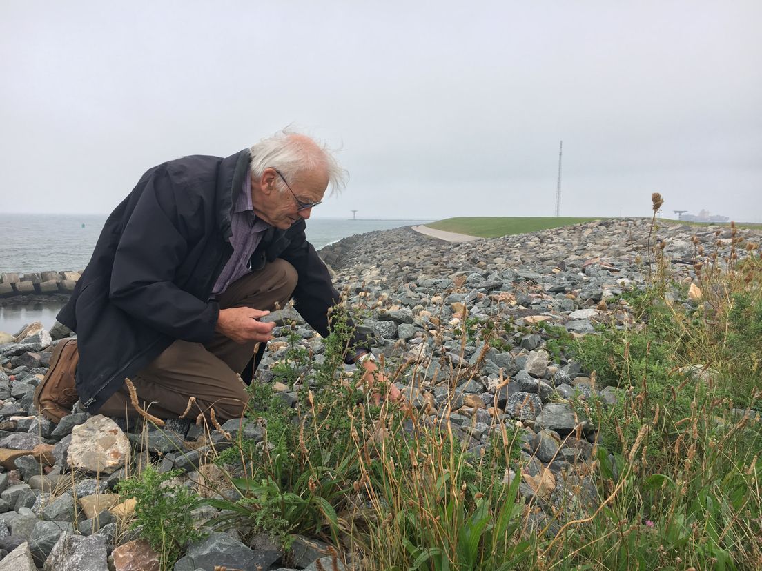 Spinnenexpert Peter van Helsdingen zoekt op de Tweede Maasvlakte naar de bijzondere rotskogelspin