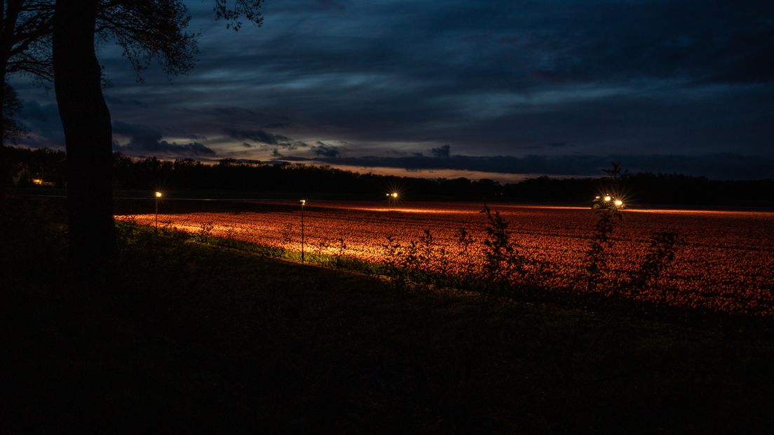 Tulpenpracht bij Nacht