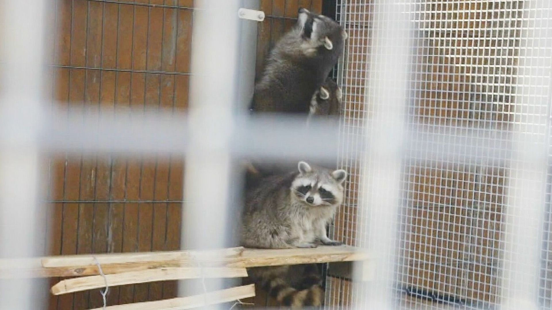 Leeuwarder wasberen achter slot en grendel