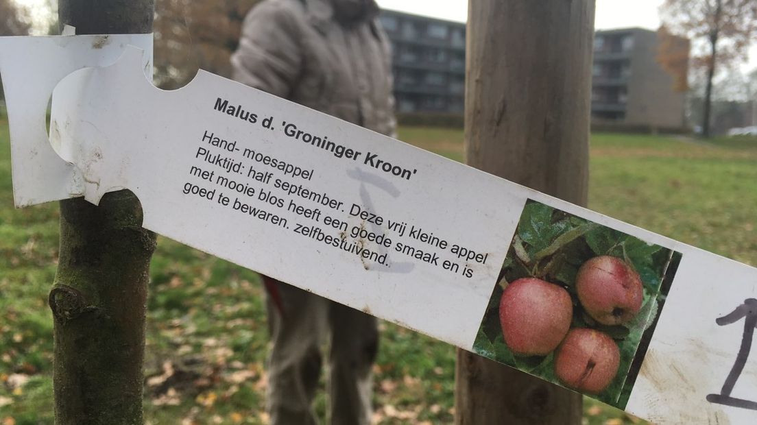 De vrijwilligers planten fruitbomen (Rechten: RTV Drenthe/Annelies Hemeltjen)