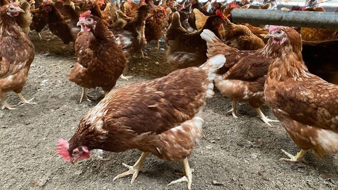 NVWA gaat 189.000 kippen ruimen in Bentelo