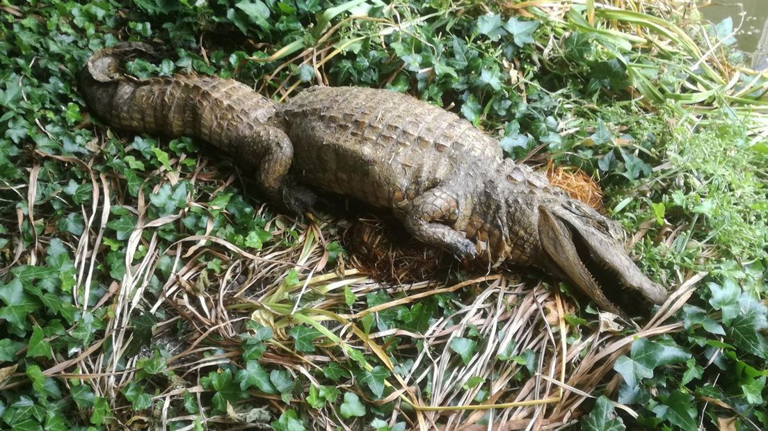 Krokodil gevonden in Honselersdijk.