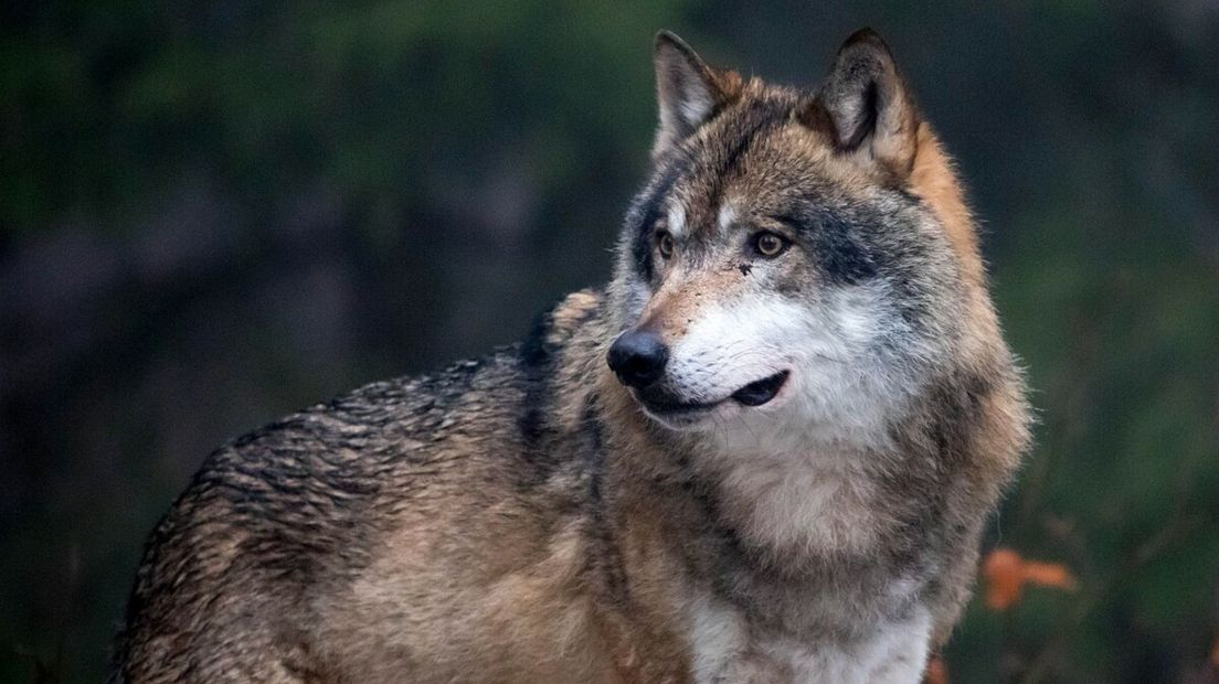 wolf