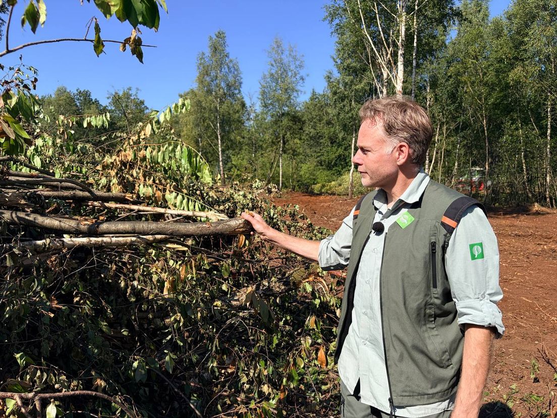 Werkzaamheden dunnen het dik beboste Drents-Friese Wold uit: 'Niks doen is geen optie'