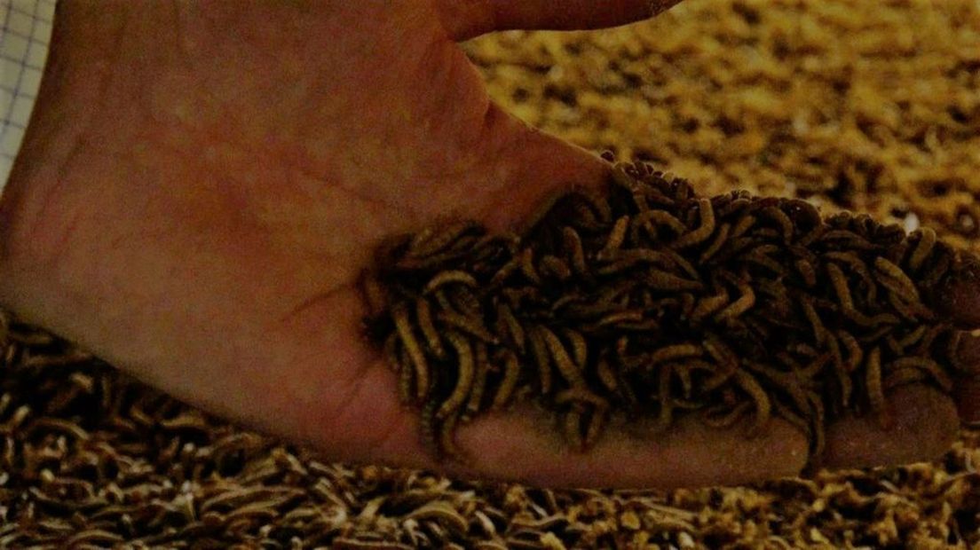 Gaan boeren hun koeien en varkens inruilen voor insecten?