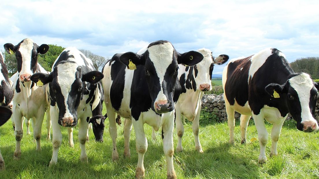 Het Doetinchemse bedrijf Hanskamp dingt deze week met het CowToilet mee naar een landelijke innovatieprijs. Een koe die naar het toilet gaat, dat klinkt grappig. Maar het is toch bloedserieus. Al jaren gaat het in Nederland over de uitstoot van schadelijk ammoniak door de veehouderij. Het koeientoilet biedt misschien een oplossing.