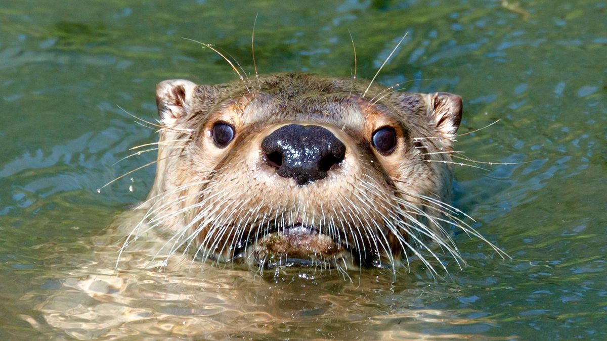 Ottertunnel Aarlanderveen kan aangelegd worden; kosten bedragen 195.000 euro